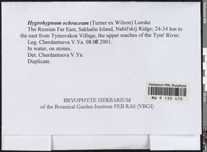 Hygrohypnella ochracea (Turner ex Wilson) Ignatov & Ignatova, Bryophytes, Bryophytes - Russian Far East (excl. Chukotka & Kamchatka) (B20) (Russia)