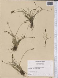 Carex lachenalii Schkuhr , nom. cons., America (AMER) (Greenland)