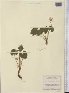 Viola sororia Willd., America (AMER) (United States)