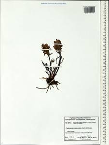 Pedicularis interior (Hultén) Molau & D. F. Murray, Siberia, Central Siberia (S3) (Russia)