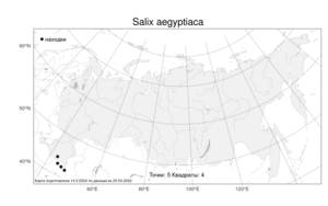 Salix aegyptiaca L., Atlas of the Russian Flora (FLORUS) (Russia)