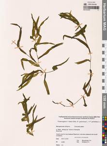 Potamogeton × nitens Weber, Siberia, Chukotka & Kamchatka (S7) (Russia)
