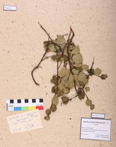 Betula fruticosa Pall., Siberia, Altai & Sayany Mountains (S2) (Russia)
