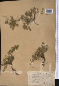 Thymus kotschyanus Boiss. & Hohen., Middle Asia, Western Tian Shan & Karatau (M3) (Kazakhstan)