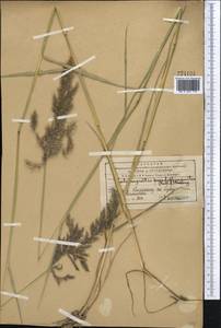 Calamagrostis pseudophragmites (Haller f.) Koeler, Middle Asia, Western Tian Shan & Karatau (M3) (Kazakhstan)