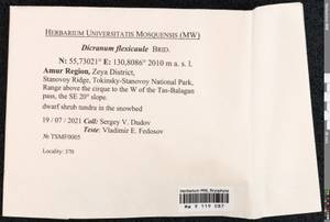 Dicranum flexicaule Brid., Bryophytes, Bryophytes - Russian Far East (excl. Chukotka & Kamchatka) (B20) (Russia)