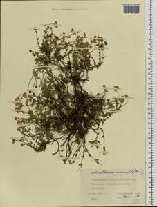 Helianthemum canum (L.) Baumg., Eastern Europe, South Ukrainian region (E12) (Ukraine)