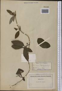 Lonicera sempervirens L., America (AMER) (United States)