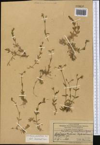 Cerastium pusillum Ser., Middle Asia, Pamir & Pamiro-Alai (M2) (Kyrgyzstan)
