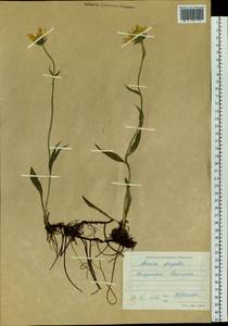 Arnica griscomii subsp. frigida (Iljin) S. J. Wolf, Siberia, Central Siberia (S3) (Russia)