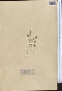 Astragalus oxyglottis Stev. ex M. Bieb., Middle Asia, Western Tian Shan & Karatau (M3) (Kazakhstan)