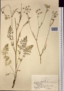 Carum carvi L., Siberia, Altai & Sayany Mountains (S2) (Russia)