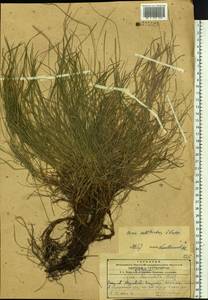 Carex callitrichos V.I.Krecz., Siberia, Russian Far East (S6) (Russia)