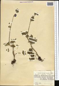 Aconitum nemorum Popov, Middle Asia, Pamir & Pamiro-Alai (M2) (Kyrgyzstan)
