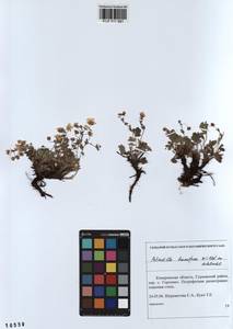 Potentilla humifusa Willd., Siberia, Altai & Sayany Mountains (S2) (Russia)