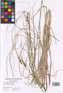Carex disticha Huds., Eastern Europe, Central region (E4) (Russia)