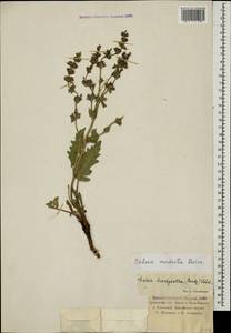 Salvia modesta Boiss., Caucasus, Armenia (K5) (Armenia)