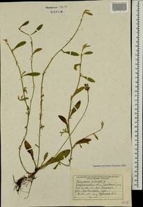 Pilosella officinarum Vaill., Eastern Europe, West Ukrainian region (E13) (Ukraine)
