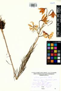 Lilium pumilum Redouté, Siberia, Baikal & Transbaikal region (S4) (Russia)
