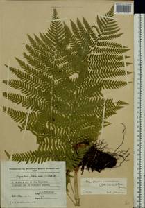 Dryopteris caucasica (A. Braun) Fraser-Jenk. & Corley, Eastern Europe, Moldova (E13a) (Moldova)