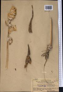 Phlomoides speciosa (Rupr.) Adylov, Kamelin & Makhm., Middle Asia, Western Tian Shan & Karatau (M3) (Kazakhstan)
