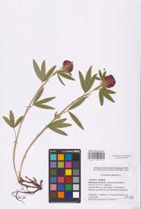 Trifolium alpestre L., Eastern Europe, Central forest-and-steppe region (E6) (Russia)