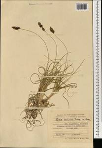 Carex sabulosa Turcz. ex Kunth, Mongolia (MONG) (Mongolia)
