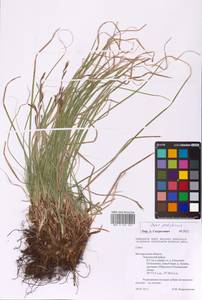 Carex pediformis C.A.Mey., Eastern Europe, Central forest-and-steppe region (E6) (Russia)