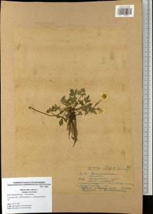Ranunculus repens L., Eastern Europe, Central region (E4) (Russia)