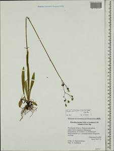 Pilosella piloselloides subsp. praealta (Gochnat) S. Bräut. & Greuter, Eastern Europe, North-Western region (E2) (Russia)
