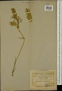Delphinium szowitsianum Boiss., Caucasus, Azerbaijan (K6) (Azerbaijan)