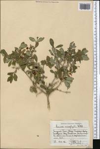 Lonicera microphylla Willd. ex Roem. & Schult., Middle Asia, Western Tian Shan & Karatau (M3) (Kazakhstan)