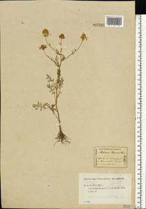 Matricaria chamomilla L., Eastern Europe, Central forest region (E5) (Russia)