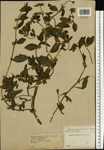 Asperugo procumbens L., Eastern Europe, Central forest-and-steppe region (E6) (Russia)