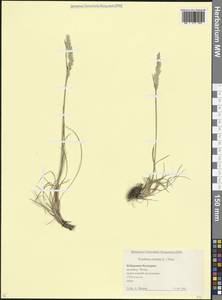 Koeleria pyramidata (Lam.) P.Beauv., Caucasus, Stavropol Krai, Karachay-Cherkessia & Kabardino-Balkaria (K1b) (Russia)