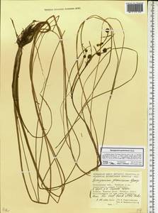 Sparganium gramineum Georgi, Eastern Europe, Moscow region (E4a) (Russia)