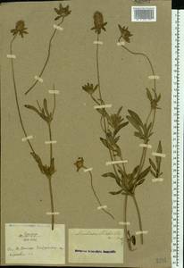 Lomelosia micrantha (Desf.) Greuter & Burdet, Eastern Europe, Rostov Oblast (E12a) (Russia)