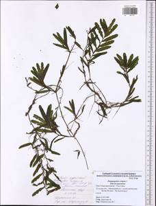 Potamogeton crispus L., Eastern Europe, Central region (E4) (Russia)