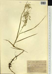 Scolochloa festucacea (Willd.) Link, Siberia, Western Siberia (S1) (Russia)