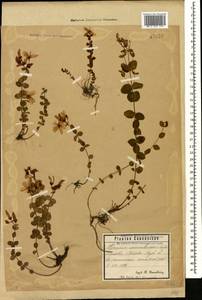 Hypericum nummularioides Trautv., Caucasus, Stavropol Krai, Karachay-Cherkessia & Kabardino-Balkaria (K1b) (Russia)