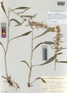 Omalotheca norvegica (Gunnerus) Sch. Bip. & F. W. Schultz, Siberia, Altai & Sayany Mountains (S2) (Russia)