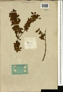 Punica granatum L., Caucasus, Dagestan (K2) (Russia)