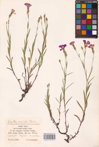 Dianthus chinensis L., Eastern Europe (no precise locality) (E0)