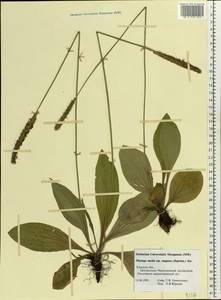 Plantago media L., Eastern Europe, Central forest-and-steppe region (E6) (Russia)