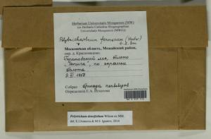 Polytrichum densifolium Wilson ex Mitt., Bryophytes, Bryophytes - Moscow City & Moscow Oblast (B6a) (Russia)