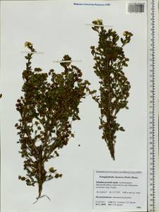 Dasiphora davurica (Nestler) Kom., Siberia, Baikal & Transbaikal region (S4) (Russia)