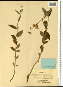 Adenophora liliifolia (L.) A.DC., Siberia, Altai & Sayany Mountains (S2) (Russia)