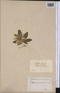 Passiflora caerulea L., America (AMER) (Brazil)