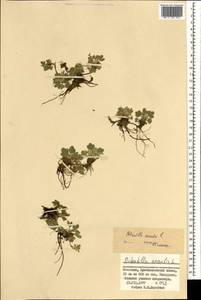 Potentilla acaulis L., Mongolia (MONG) (Mongolia)