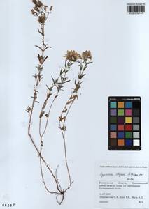 KUZ 018 147, Hypericum elegans Steph. ex Willd., Siberia, Altai & Sayany Mountains (S2) (Russia)